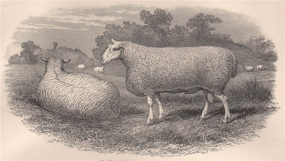 SHEEP. Leicester Ram 1898 old antique vintage print picture